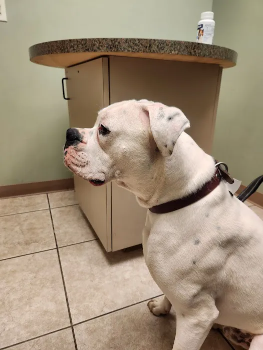 Poplar Animal Hospital Picture 2