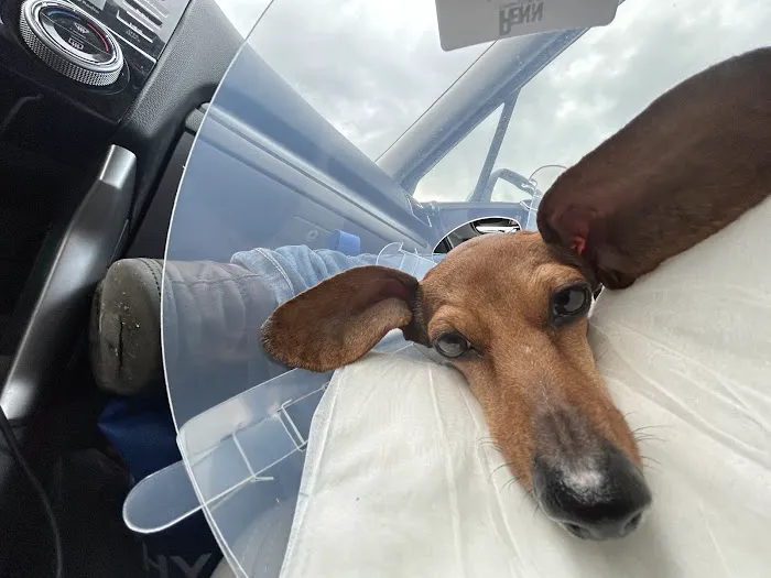 Veterinary Emergency Hospital of Concord (VEHC) Picture 3