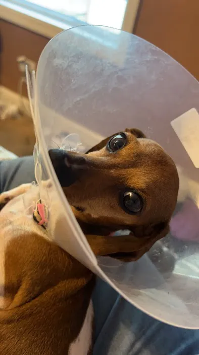 Veterinary Emergency Hospital of Concord (VEHC) Picture 5
