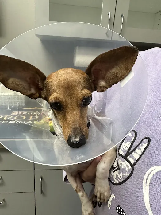 Veterinary Emergency Hospital of Concord (VEHC) Picture 1