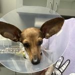 Veterinary Emergency Hospital of Concord (VEHC)