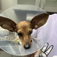 Veterinary Emergency Hospital of Concord (VEHC) ico
