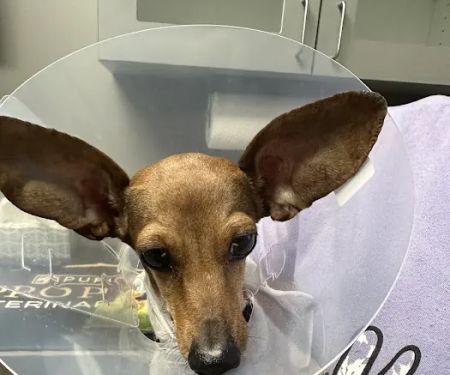 Veterinary Emergency Hospital of Concord (VEHC)