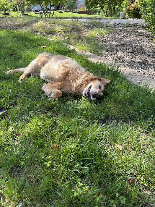 Coddle Creek Animal Hospital Picture 8