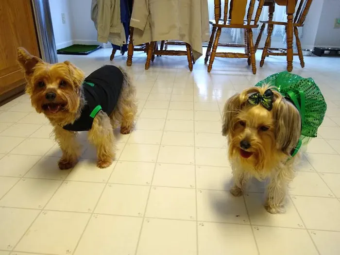 Coddle Creek Animal Hospital Picture 1