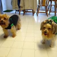 Coddle Creek Animal Hospital ico