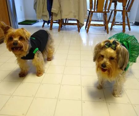 Coddle Creek Animal Hospital