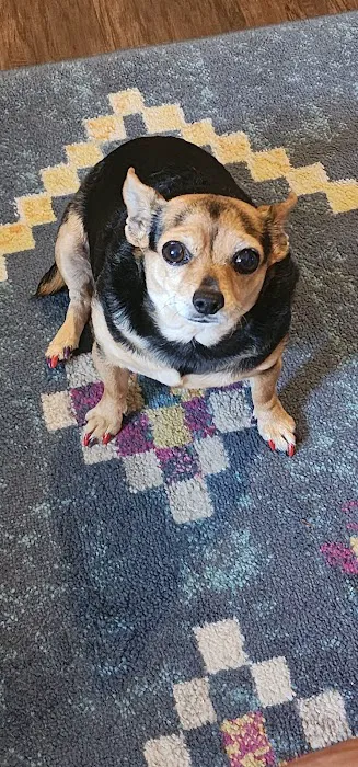 Coddle Creek Animal Hospital Picture 6
