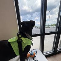 Petfolk Veterinary & Urgent Care - Concord ico