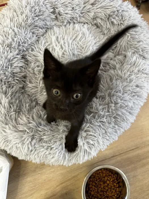 Petfolk Veterinary & Urgent Care - Concord Picture 7