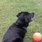 PetVet Vaccination Clinic