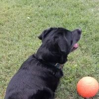 PetVet Vaccination Clinic ico