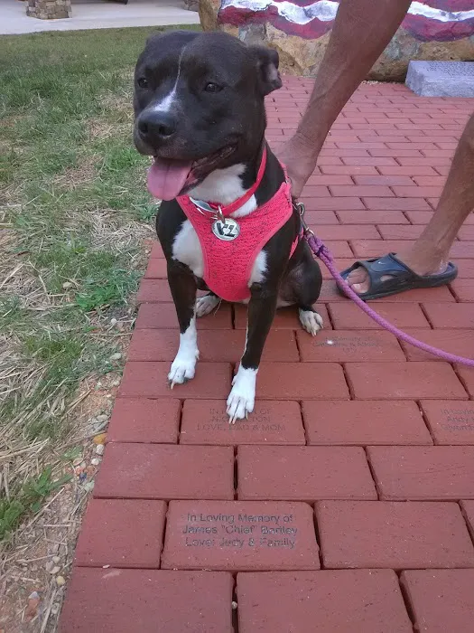 Albemarle Animal Clinic Picture 10