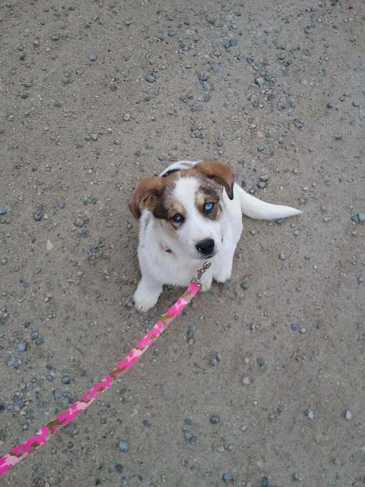 Albemarle Animal Clinic Picture 7
