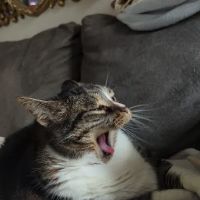 Albemarle Animal Clinic ico