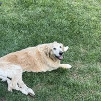 Central Piedmont Mobile Veterinary Services ico