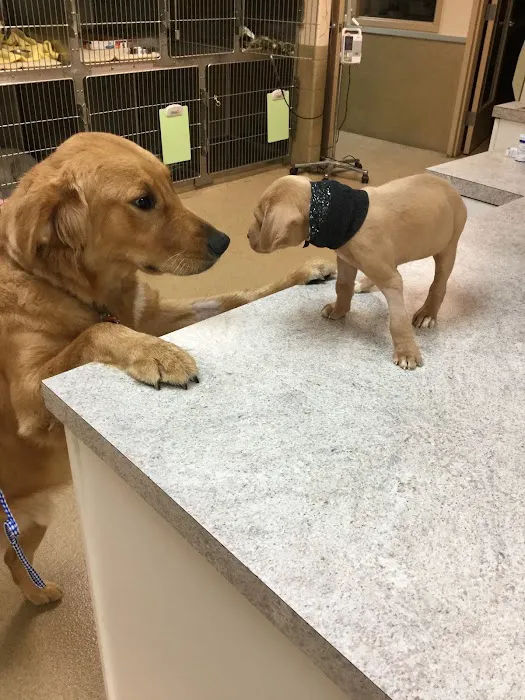 Mt. Pleasant Animal Hospital Picture 9