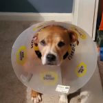 West Stanly Animal Clinic