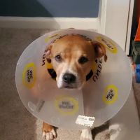West Stanly Animal Clinic ico