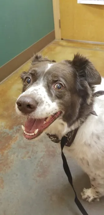 West Stanly Animal Clinic Picture 8