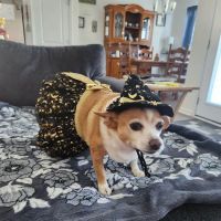 Colonial Animal Hospital ico