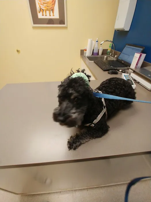 Colonial Animal Hospital Picture 8