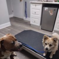 Montgomery Animal Clinic ico