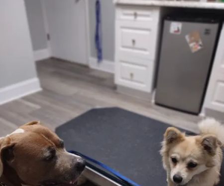 Montgomery Animal Clinic