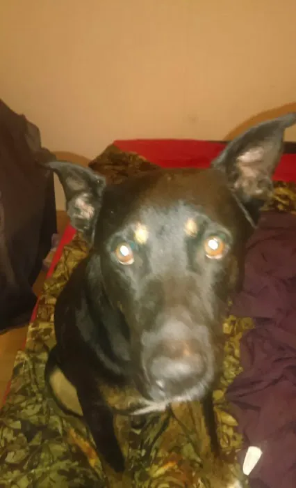 Montgomery Animal Clinic Picture 3