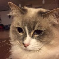 Locust Animal Clinic ico