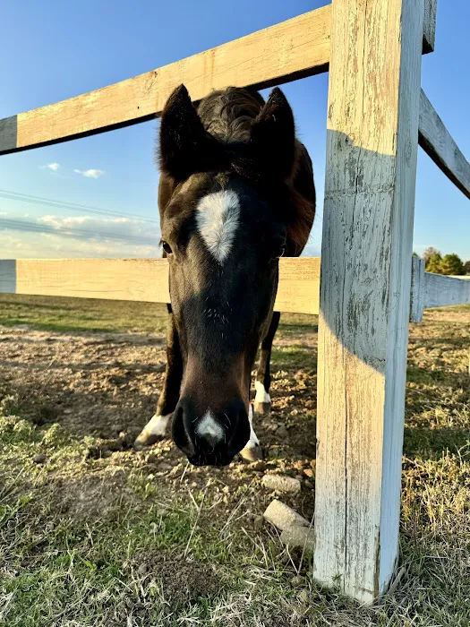 Scarlett Mobile Large Animal Services Picture 7
