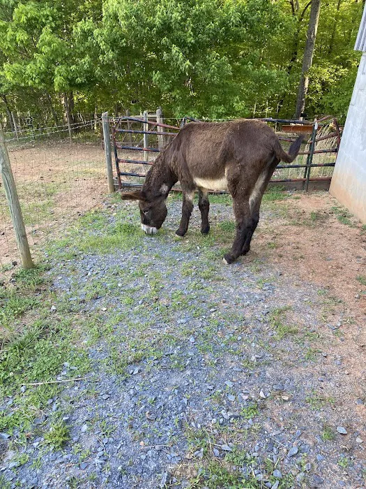 Scarlett Mobile Large Animal Services Picture 1