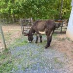 Scarlett Mobile Large Animal Services
