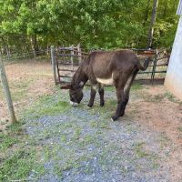 Scarlett Mobile Large Animal Services ico