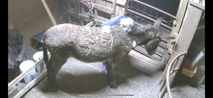 Scarlett Mobile Large Animal Services Picture 6