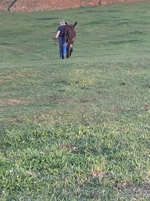 Scarlett Mobile Large Animal Services Picture 4