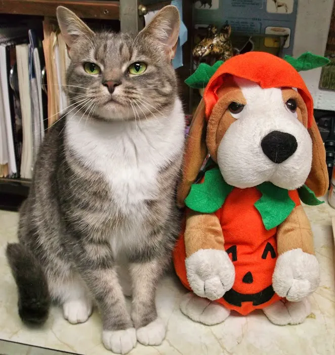 Tysor Veterinary Clinic Picture 1