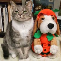 Tysor Veterinary Clinic ico