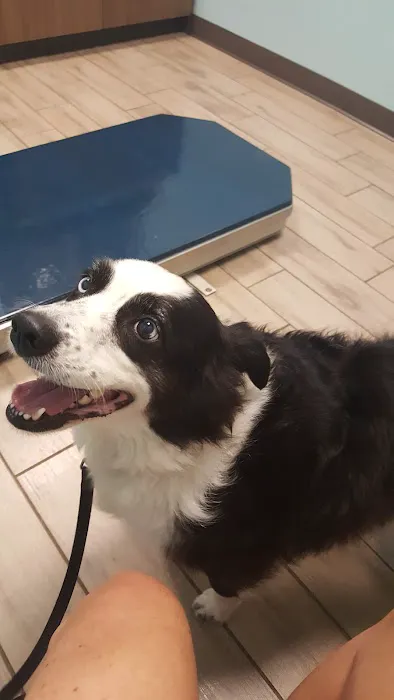 Animal Hospital Biscoe Picture 1
