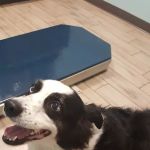Animal Hospital Biscoe