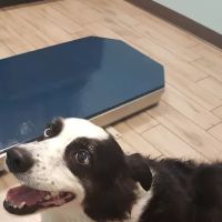 Animal Hospital Biscoe ico