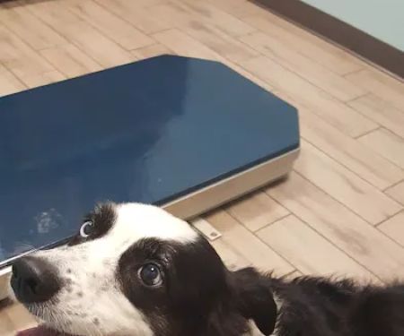 Animal Hospital Biscoe