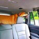 Burnsville Veterinary Clinic