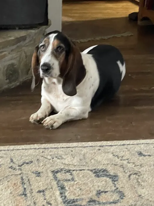 Cane River Veterinary Wellness Picture 1
