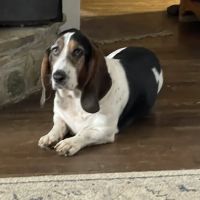 Cane River Veterinary Wellness ico