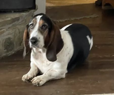Cane River Veterinary Wellness