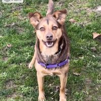Animal Hospital of Marion Inc. ico