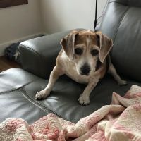 Crestview Veterinary Hospital ico