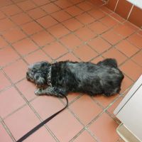 Appalachian Animal Hospital ico