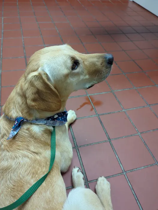 Appalachian Animal Hospital Picture 9